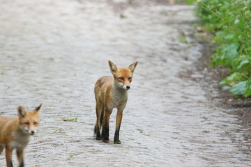 Naklejka na ściany i meble Fuchs