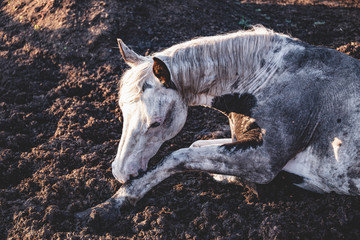 Fototapeta premium Old paint thoroughbred horse taking a nap in his paddock, lying down in the mud: sleeping horse
