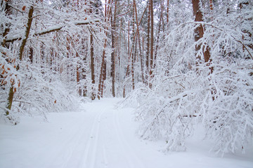 Winter landscape, ski track through fairy pine forest covered by fresh white fluffy snow.