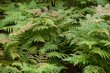 Wild fern in forest.