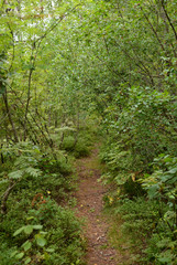 Fototapeta na wymiar Pathway in deciduous forest.
