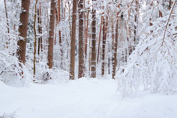 Winter landscape, ski track through fairy pine forest covered by fresh white fluffy snow.