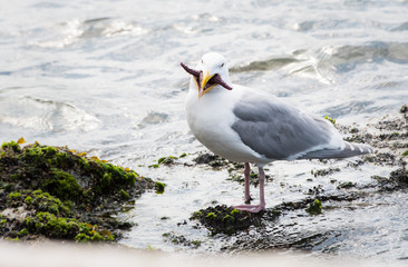 Seagull eating a starfish