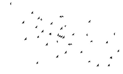 A flock of flying birds. Vector illustration