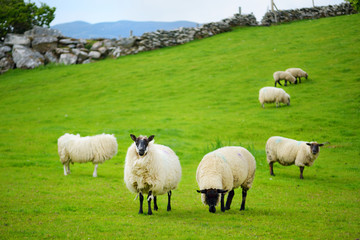 Sheep marked with colorful dye grazing in green pastures. Adult sheep and baby lambs feeding in...