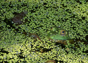 frog in pond