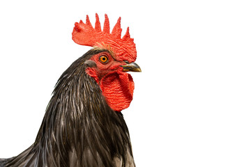 Red Combed Rooster isolated