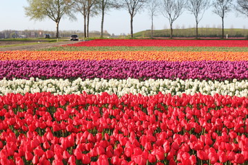 Kekenkhof, Netherlands, 04.27.‎2015:  magic color fields of tulips