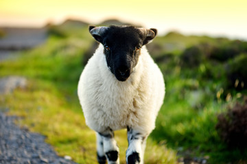 Sheep marked with colorful dye grazing in green pastures. Adult sheep and baby lambs feeding in...