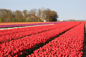 Kekenkhof, Netherlands, 04.27.‎2015:  color fields of tulips