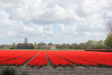 Kekenkhof, Netherlands, 04.27.‎2015:  red fields of tlpan