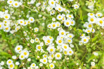 Chamomile at the field. Natural background. Top view.
