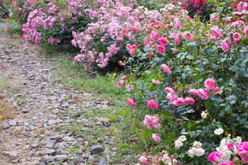 Spaziergang entlang von Rosen