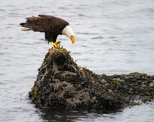 Bald eagle on the coast