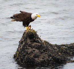 Bald eagle on the coast