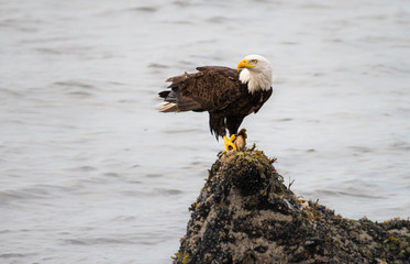 Bald eagle on the coast