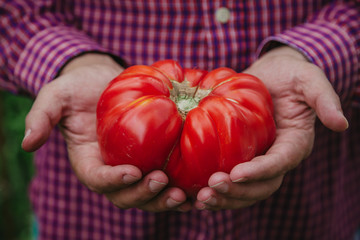 Beautiful big red ribbed tomato in hands