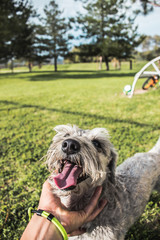 perro gris  con lengugua de fuera mano acariciando amor