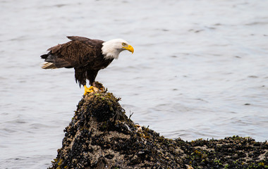 Bald eagle on the coast