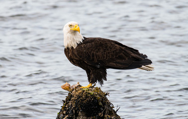 Bald eagle on the coast