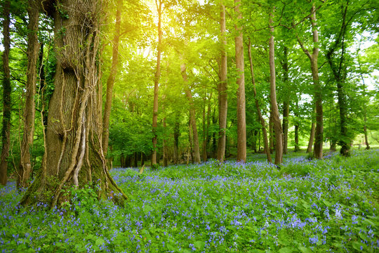 Beautiful Bluebell Flowers Blossoming In The Gardens Of Ducketts Grove, County Carlow, Ireland.