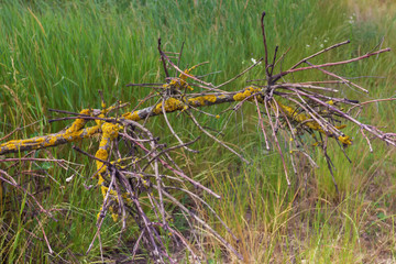Lichens on fruit trees in the garden and Park.