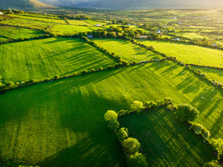 Aerial view of endless lush pastures and farmlands of Ireland. Beautiful Irish countryside with green fields and meadows. Rural landscape on sunset. © MNStudio