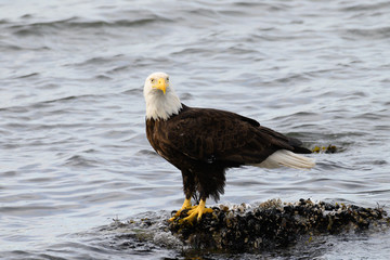 Bald eagle on the coast