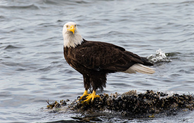 Bald eagle on the coast