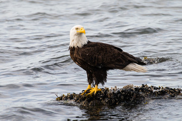 Bald eagle on the coast
