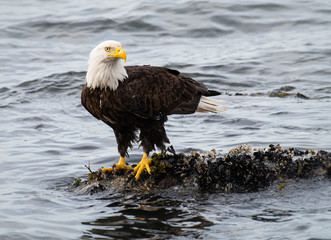 Bald eagle on the coast