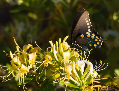 Pipe Vine Swallowtail Butterfly sitting on honeysuckle flowers and drinking pollen.