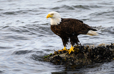 Bald eagle on the coast