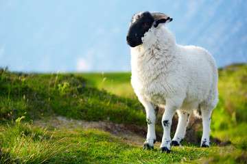Sheep marked with colorful dye grazing in green pastures. Adult sheep and baby lambs feeding in...