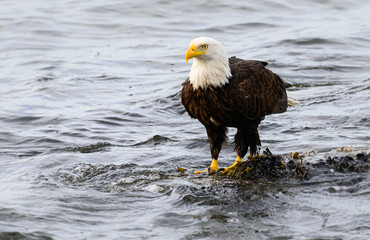 Bald eagle on the coast