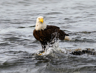 Bald eagle on the coast