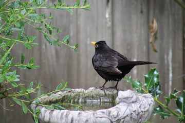blackbird 