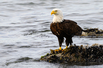 Bald eagle on the coast