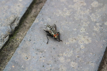 fly on a wall