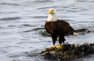 Bald eagle on the coast