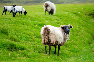 Fototapeta premium Sheep marked with colorful dye grazing in green pastures. Adult sheep and baby lambs feeding in green meadows of Ireland.