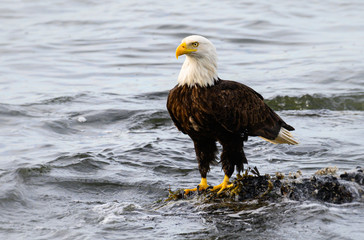 Bald eagle on the coast