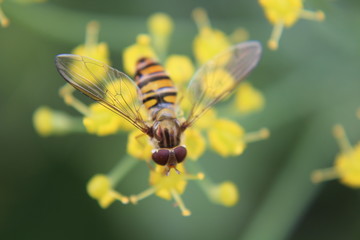 yellow flowers and bugs