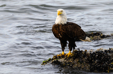 Fototapeta premium Bald eagle on the coast