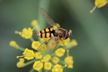 yellow flowers and bugs