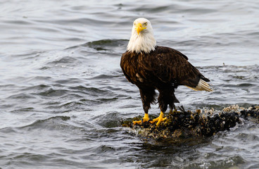 Bald eagle on the coast