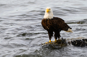 Bald eagle on the coast