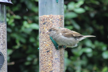 sparrow small garden bird