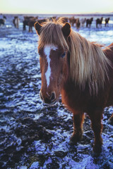 Icelandic Horse Portrait in Field 