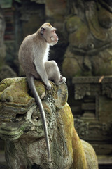 Macaque sitting on an ancient statue in Ubud, Bali
